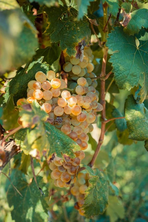 Chateau Artwine Art'ana Eksteriør billede